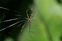 Leucage_granulata_D5293_Z_87_Milaa Milaa_Australie